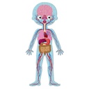 PUZLE EDUCATIVO CUERPO HUMANO 50,75,100 PZ